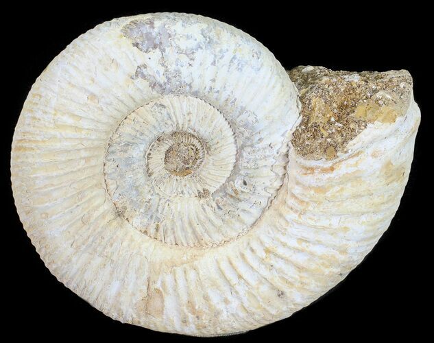 Perisphinctes Ammonite - Jurassic #54272